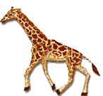 animaux-girafes-00001
