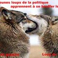 loups2