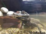 nurserie ferme crocodile 3