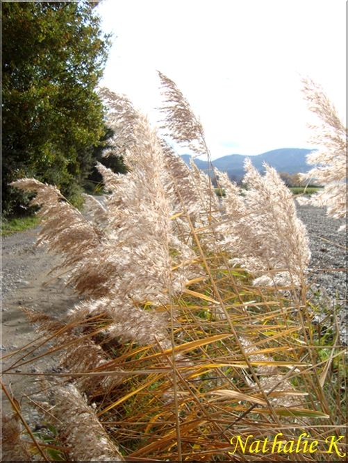 _c_LNK_le_12_novembre_2010_047_copie