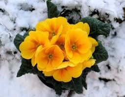 15 Best Plants That Bloom in Winter - Flowers That Develop In the Cold