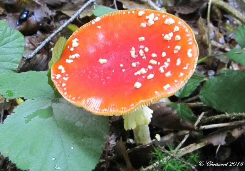 Champignons 001