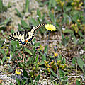 Machaon - Papilio Machaon (3)