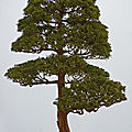 Génevrier de Chine - Juniperus chinensis media blaauw