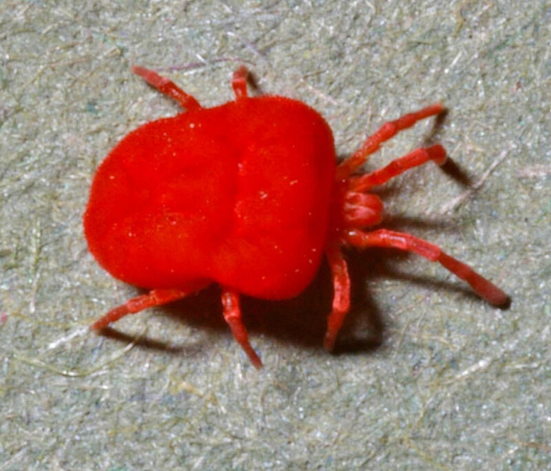 Trombicula-autumnalis-adult-mite