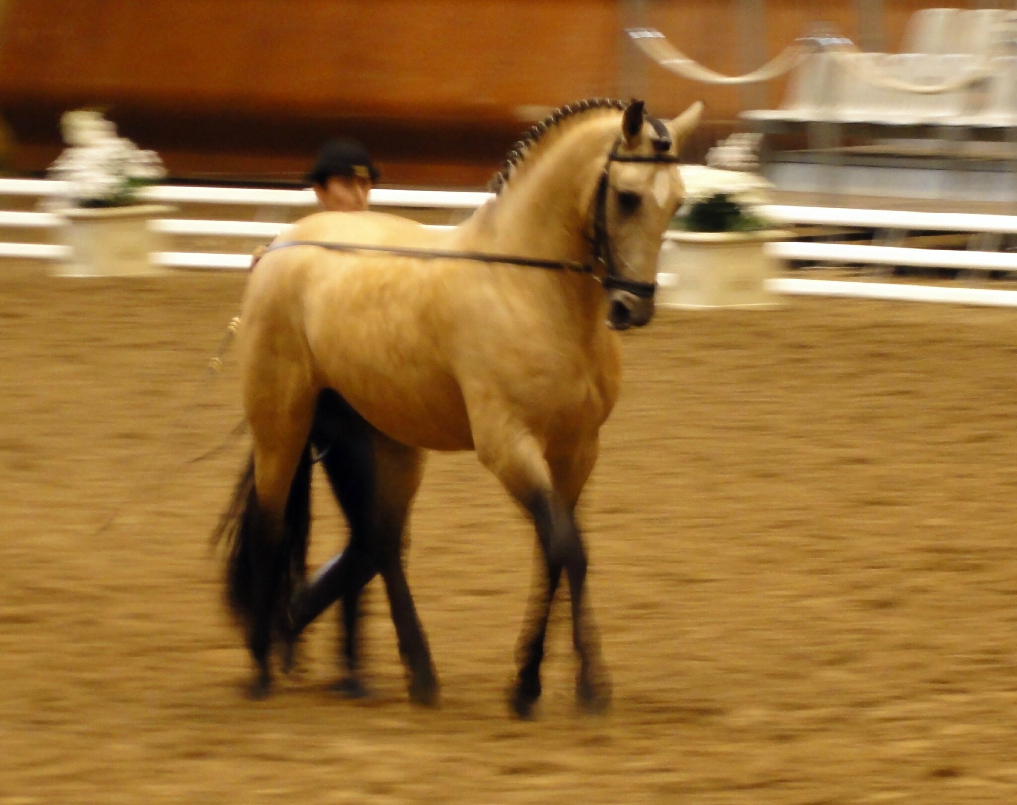 Cheval à la robe isabelle Photo de 06 Cadre Noir de Saumur LES