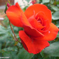 Rosier 'Plein soleil'