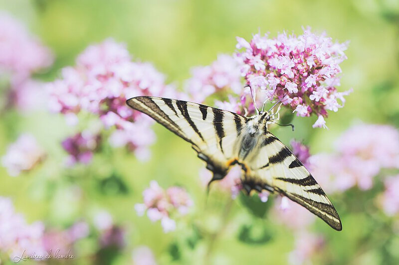 wb_Machaon Alban_20180710_0069b