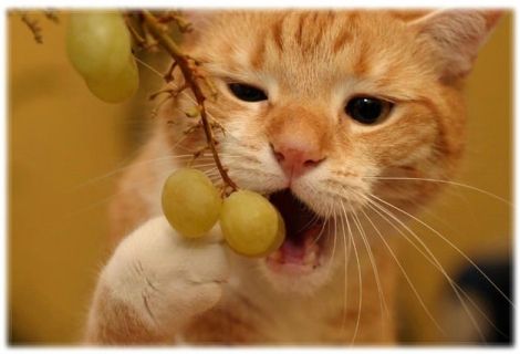 raisin (3)