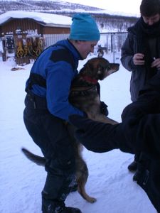 chiens niklas