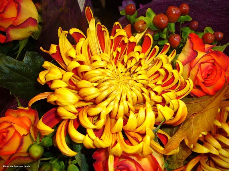 chrysanthème superbe