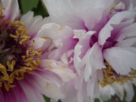 pivoine2