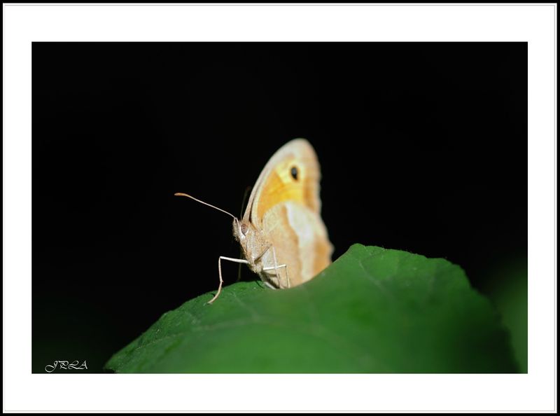 13 07 02 13 07 01 macro105 6893 c