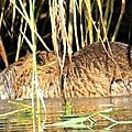 Ragondin, Myocastor coypus