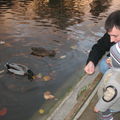 WP - Mi-novembre 2008