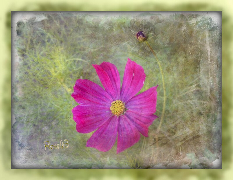 cosmos Rose63