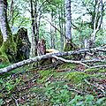 Deux superbes cèpes d'été près de vieilles souches...