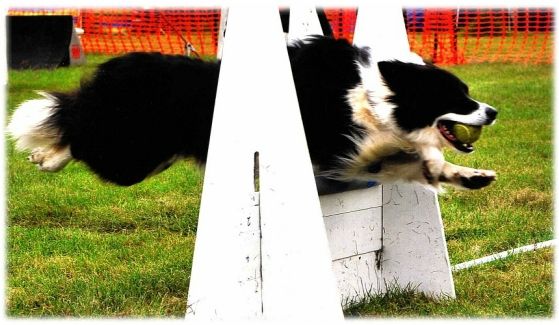 flyball (6)