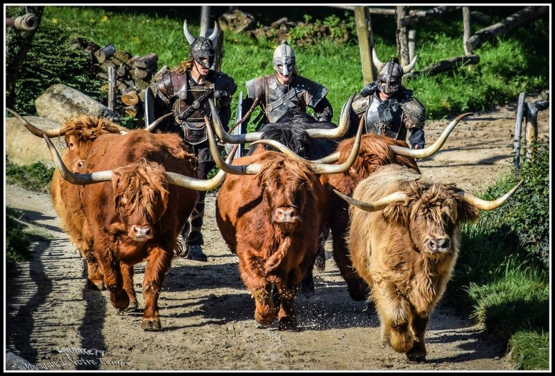 Les Highlands Cattle d'Ecosse (race de vache Vikings ?)