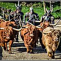 Les highlands cattle d'ecosse (race de vache vikings ?)