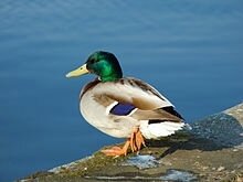 Canard