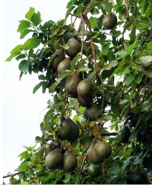 avocat_arbres_3a