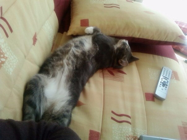 Baïa chat - Ludi et Compagnie