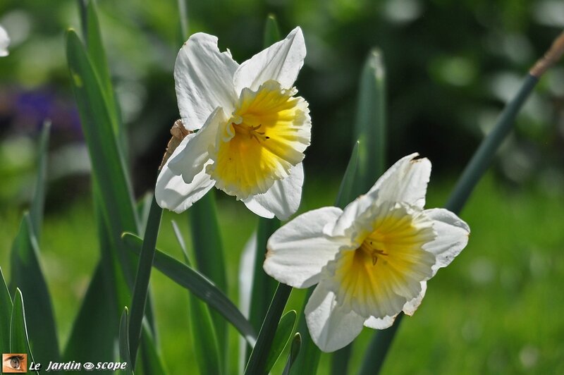 Narcisses - Parc Floral de la Source