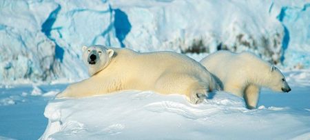 Polar_bears_Svalbard_Norway_740