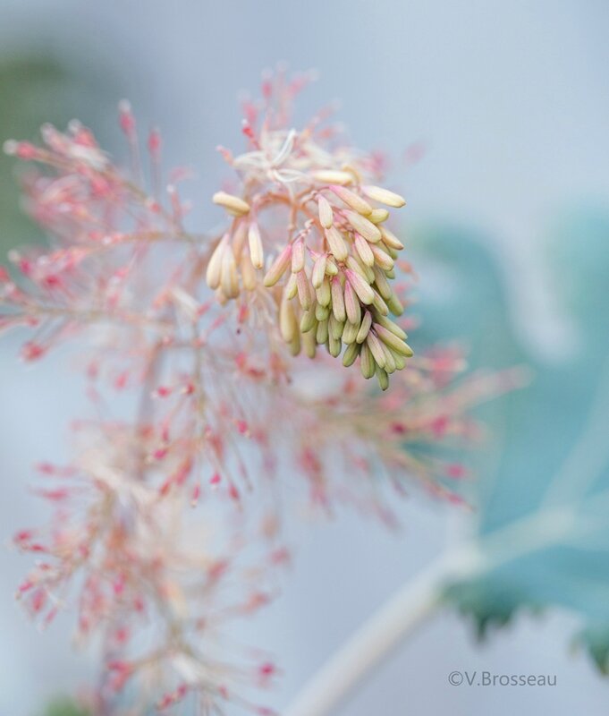 plume-poppy-15-01