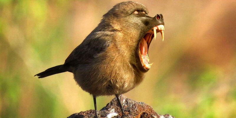 Le-Birboon