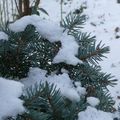 Sapin