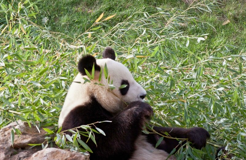 118-Panda Geant
