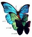 trois_papillons