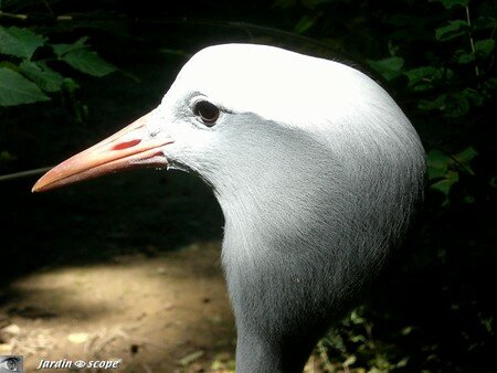 6606_Grue_de_Paradis