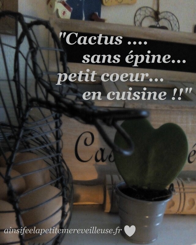 cactus sans epine