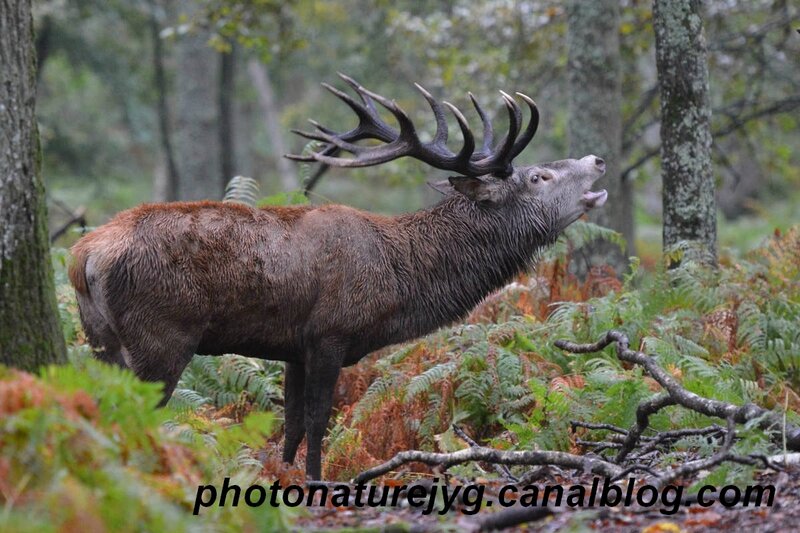  Photographe  Animalier  et Naturaliste 