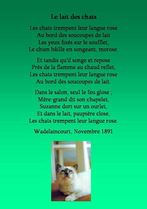 Le Lait Des Chats Des Poemes Et Des Chats