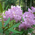 Rhododendrons mauves