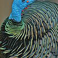 Ocellated turkey (meleagris ocellata)