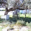 La chaise de l'olivier