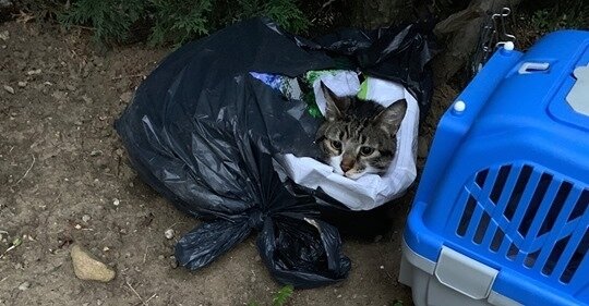 Chat Enferme Dans Des Sacs Poubelles Mulhouse Aout 19 Les Creoles Ont La Parole