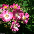 Le fameux rosier 'Mozart' aux multiples petites fleurs
