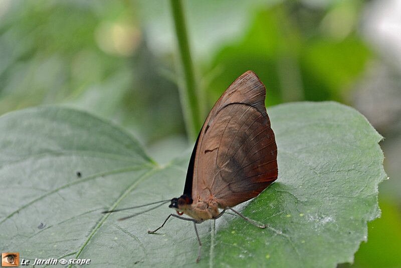 Doleschallia bisaltide • Nymphalidae