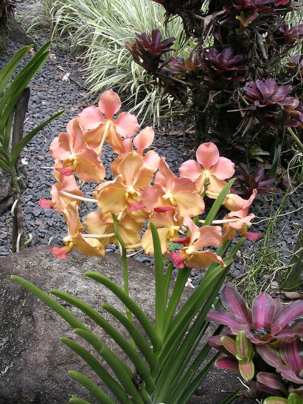 La Reine De Malaisie Photo De Les Fleurs En Guadeloupe Randos En Guadeloupe