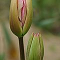 tulipan