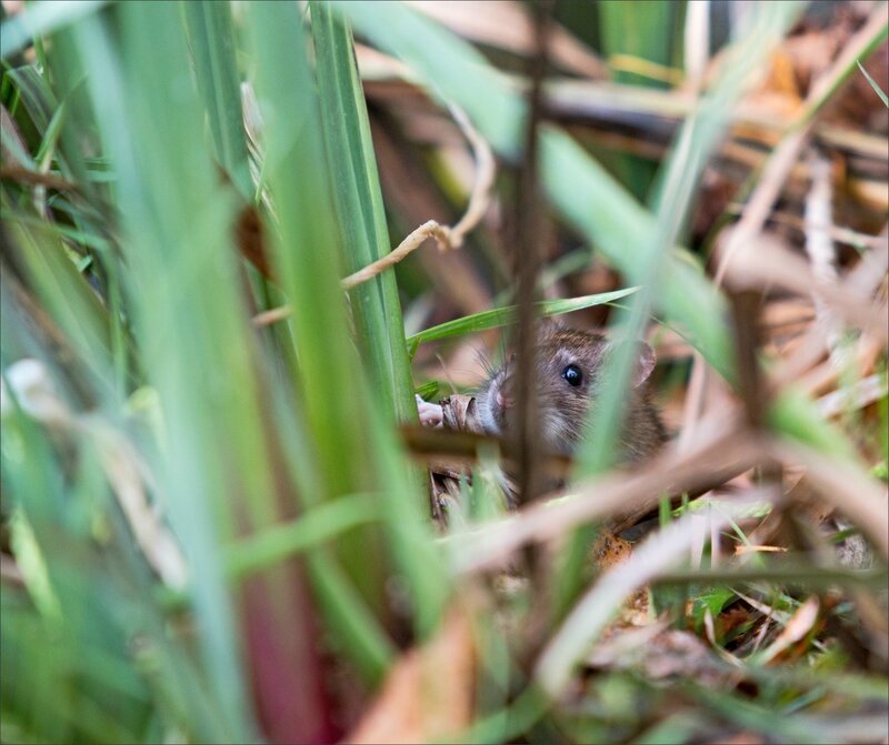 ville rat cache 2 231015