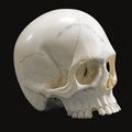 German or austrian, 19th century, memento mori skull