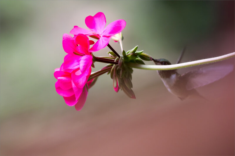 J3 CR Trogon 061218 ym 16 fleur oiseau colibri