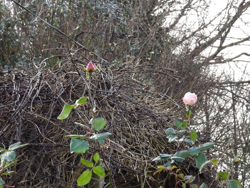 DSCF8027